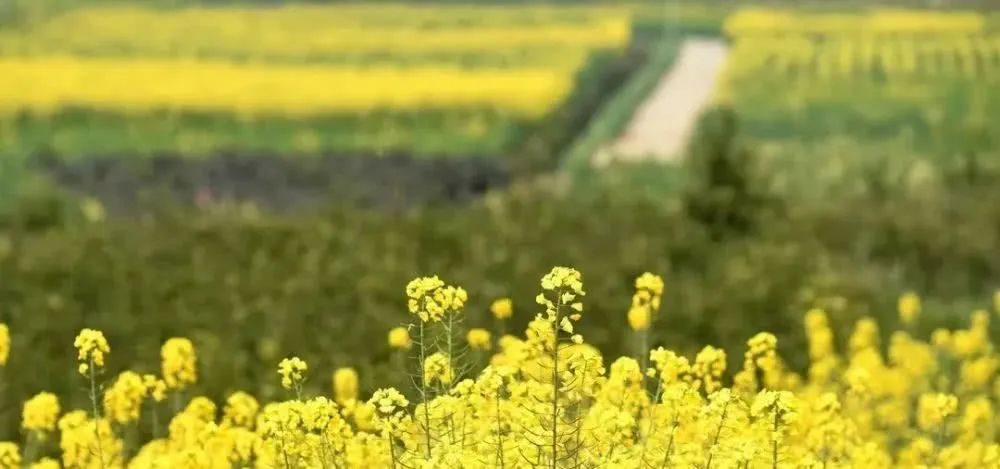 探索加拿大疫情防控下的自然美景之旅，寻找内心的宁静与力量在往年11月15日之际